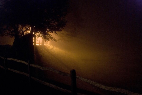tree-light-in-fog